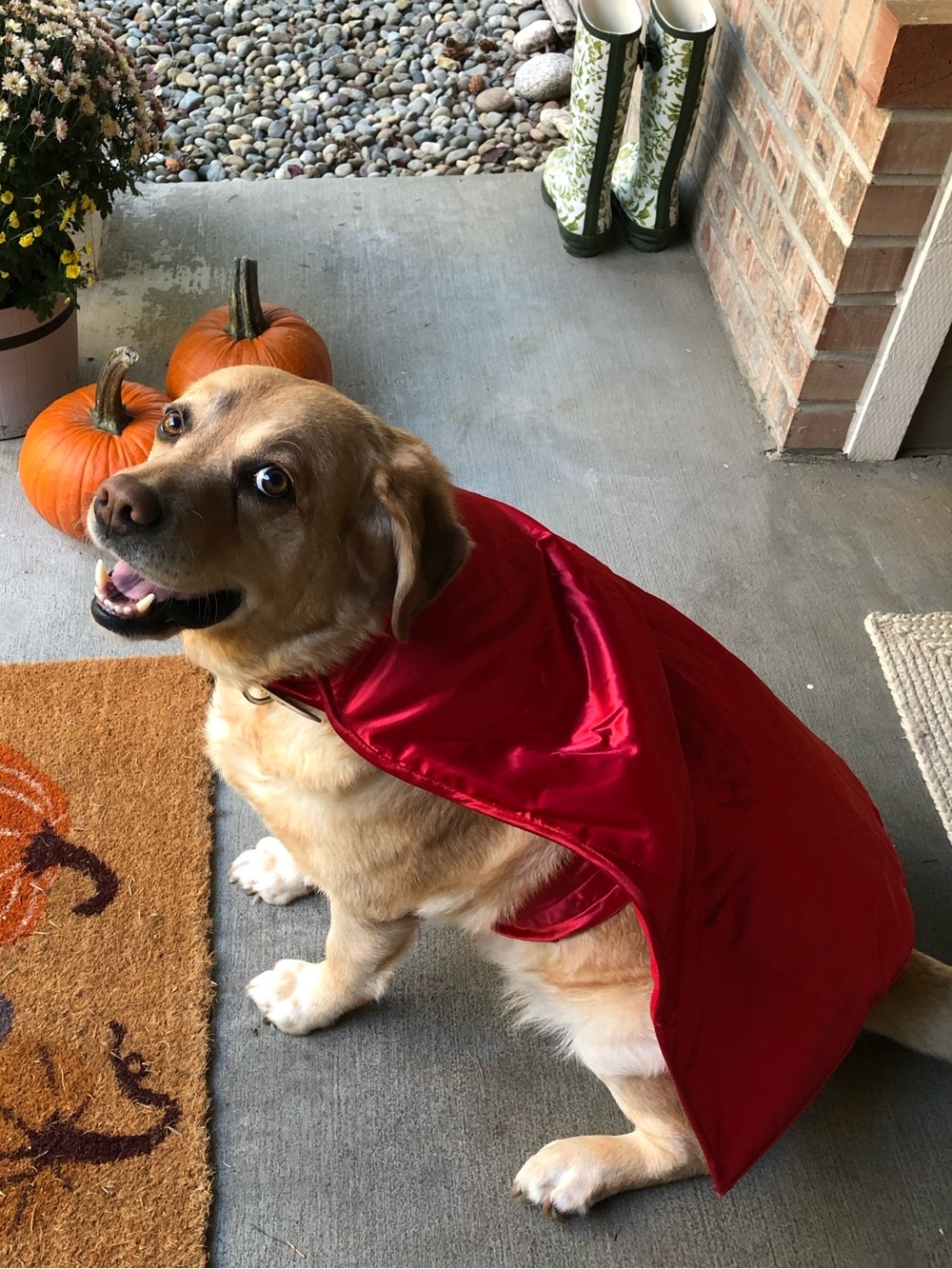 Red Dog Cape Pet Costume